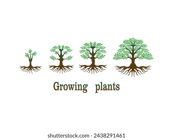 plant growth process vector illustration