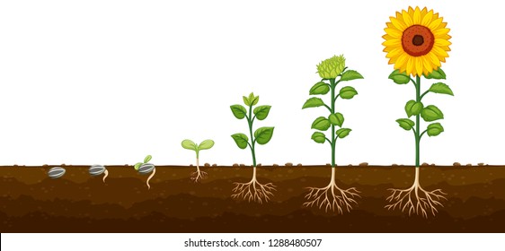 Plant growth progress diagramv illustration