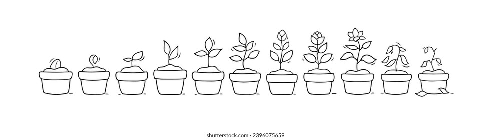 Plant growth from seed to sprout and flower. Doodle icons of process of houseplant growing in pot. Nature, garden, botany concept with stages of flower life, vector hand drawn illustration