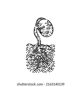plant growth sketch hand drawn vector flower sprout seed life, seeding grow, bloom cycle