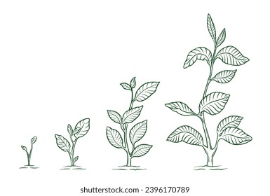 Plant growth stage. Animation of the development Hand drawn coloring sketch vector.