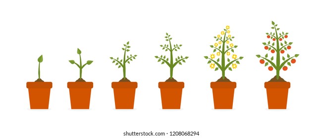 Plant Growth Stages Ceramic Pot Tree Stock Vector (Royalty Free ...