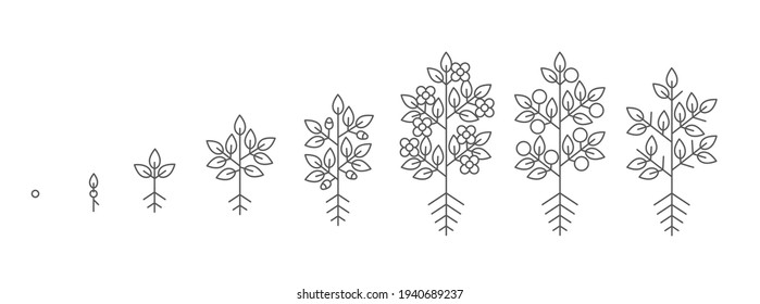 Estadios de crecimiento de las plantas. Escalones de tiempo crecientes. Progresión de la cosecha de animación. Fase de fertilización. Ciclo de vida. contorno de línea negra. Conjunto de iconos del vector.
