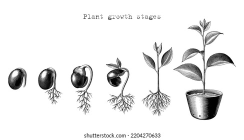 plant root clip art