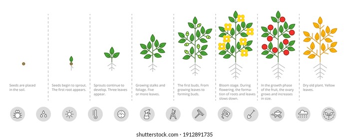 Plant growth stages infographic. Growing period steps. Harvest animation progression. Fertilization phase. Cycle of life schema. Vector set.