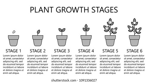 Plant growth stages infographics. Line art icons. Planting instruction template. Linear style illustration isolated on white. Planting fruits, vegetables process. Flat design style.