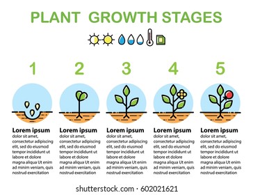 Plant growth stages infographics. Line art icons. Linear style illustration isolated on white. Planting fruits, vegetables process. Flat design style. 
