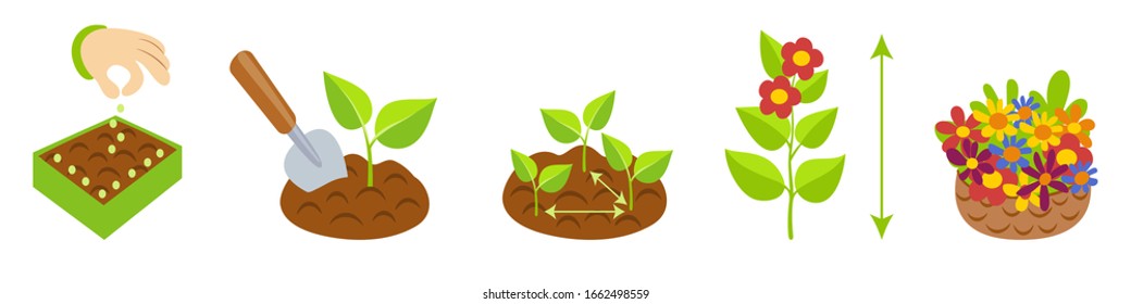 Plant growth stages infographics. Planting instruction template. Flowers growth cycle. Planting rules