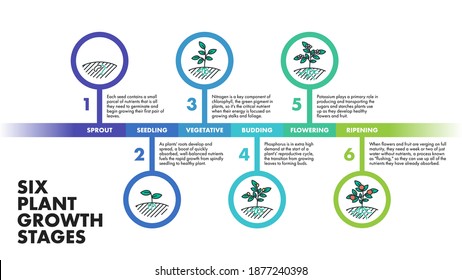 Plant growth stages infographics. Vector modern poster showing six plant growth stages with illustrations and descriptions. Educational infographics template describing the development of a plant