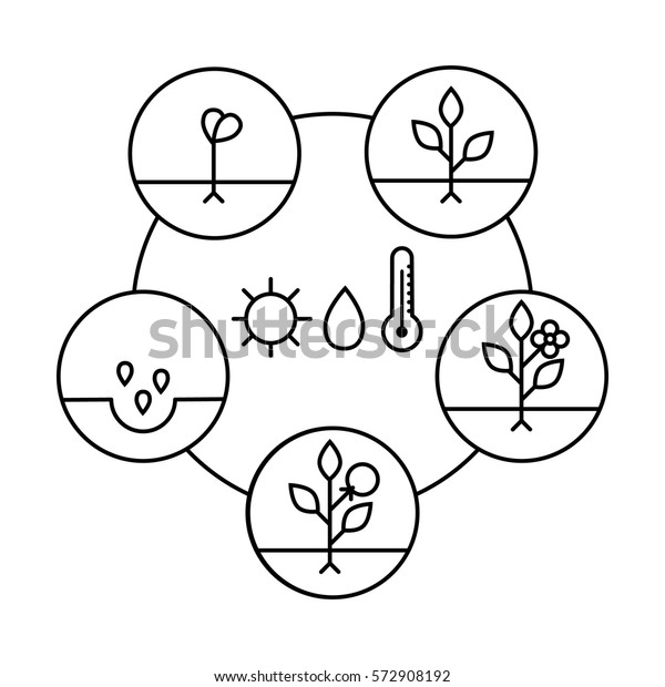 Plant Growth Stages Line Art Icons Stock Vector (Royalty Free ...