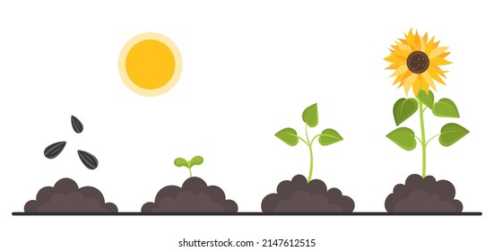 Plant growth stages. Passage of time and growth of sunflower. Cycles and infographics, gardening and harvest, agriculture, evolution. Cartoon flat vector illustrations isolated on white background