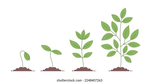 Plant growth stages. Planting tree. Vector editable infographic illustration.