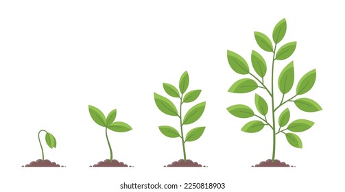 Plant growth stages. Planting tree. Vector infographic illustration.