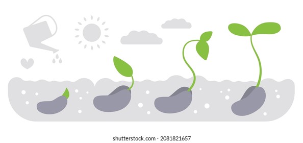 Plant growth stages. Stages of seed germination in the ground. Process, infographics of growth of seeds and seedlings. Flat vector illustration.