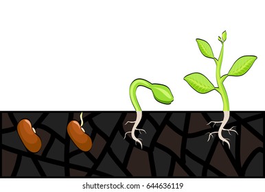 Plant growth stages from seed to sprout. Vector illustration, eps 10