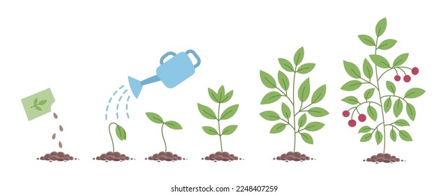 Plant growth stages. Seedling development stage. Vector editable illustration.