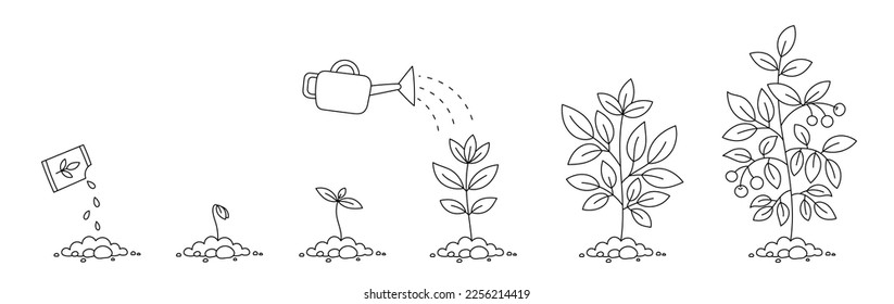 Plant growth stages. Seedling development stage. Sowing seeds. Vector contour line. Editable stroke.