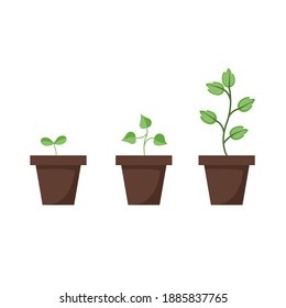 Plant Growth Stages Small Large Indoor Stock Vector (Royalty Free ...