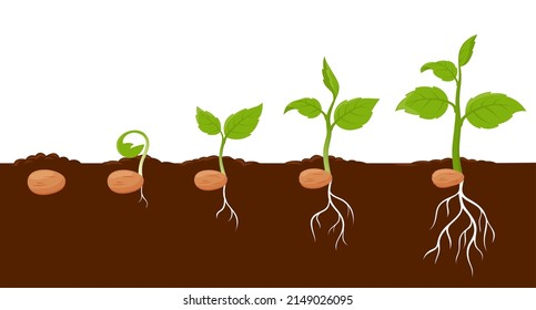 Plant growth stages, sprout grow cycle of seeds of tree or flower, vector agriculture seedling process. Plant grow stages from seed to leaf sprout in ground, garden or farm sapling phases