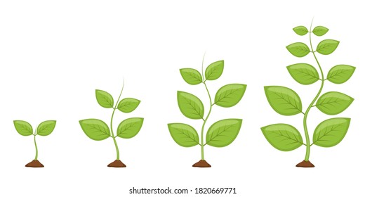 Plant growth stages vector design illustration