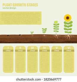 Plant growth stages vector design illustration