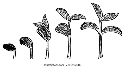 Plant growth stages vector. hand drawing engraving style illustration, isolated on white background.