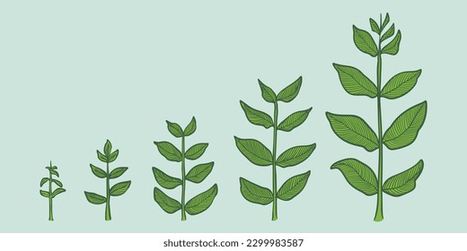 Plant growth stages vector. hand drawing engraving style illustration, isolated on white background.