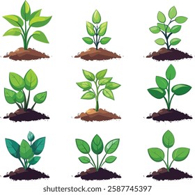 Plant Growth Stages Vector Illustration on White Background