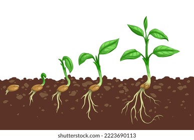 Plant growth steps. Seed germination in soil. Agriculture seedling evolving stages or sapling development steps, sprout grow process with seed in soil, seedling roots and plant leaves on stem