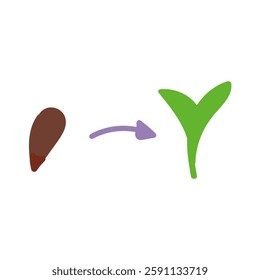 Plant growth in two stage in flat cartoon design. Brown seed developing to green seedling. Sapling germination phase step in greenhouse. Agriculture, horticulture and farming. Vector illustration