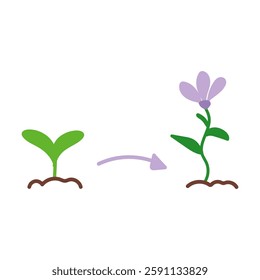 Plant growth in two stage in flat cartoon design. Green seedling developing to blooming flower. Sapling germination phase in greenhouse. Agriculture, horticulture and farming. Vector illustration