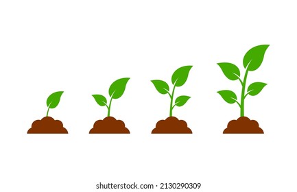 Plant growth Vector. Sprout from the ground isolated on white background.