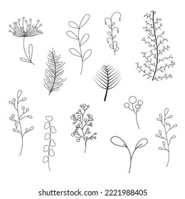 Plant hand drawn collection for divider and frame ornament. Hand drawing of branches outline