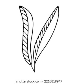 Plant in hand drawn doodle style. Vector illustration for postcard decor.