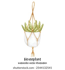 Plant, Hanging plant, hanging house plant pot. Home interior flowerpots. Indoor various macrame houseplants. Home office garden hanging plants.