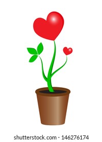 Plant heart in the pot