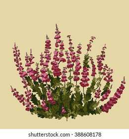 Plant Heather with a light beige background.