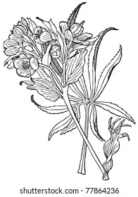 Plant Helleborus Foetidus