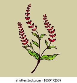 Plant Highlander pepper. Vector stock illustration eps 10.  hand drawing.