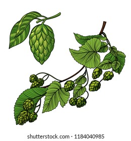 The plant is hops, twigs of hops, cone hops. Templates for shops, restaurants, markets, labels and packaging. Vector illustration. Isolated images on white background. Vintage style.