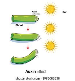 Plant hormone auxin effect, phototropism illustration. 