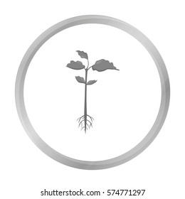 Plant icon of vector illustration for web and mobile