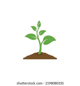 plant icon vector. leaf growing design. Seed and seeding vector icon. Flat design growing plant or tree logo symbol. Vector illustration