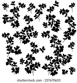 Plant illustration