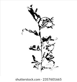 Plant imprint. Botanical element. Vector illustration. 