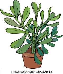 Pflanzen с Rasseln einzeln auf weißem Hintergrund. Zimmerblume für die Dekoration. 