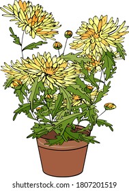 Plant сhrysanthemum isolated on white background. Room flower for home decoration. 