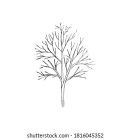 la planta está aislada en un fondo blanco