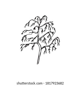 la planta está aislada en un fondo blanco