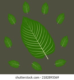 plant kratom leaves medicinal herbs vector file